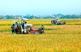 Toàn tỉnh thu hoạch gần 60% diện tích lúa Đông Xuân